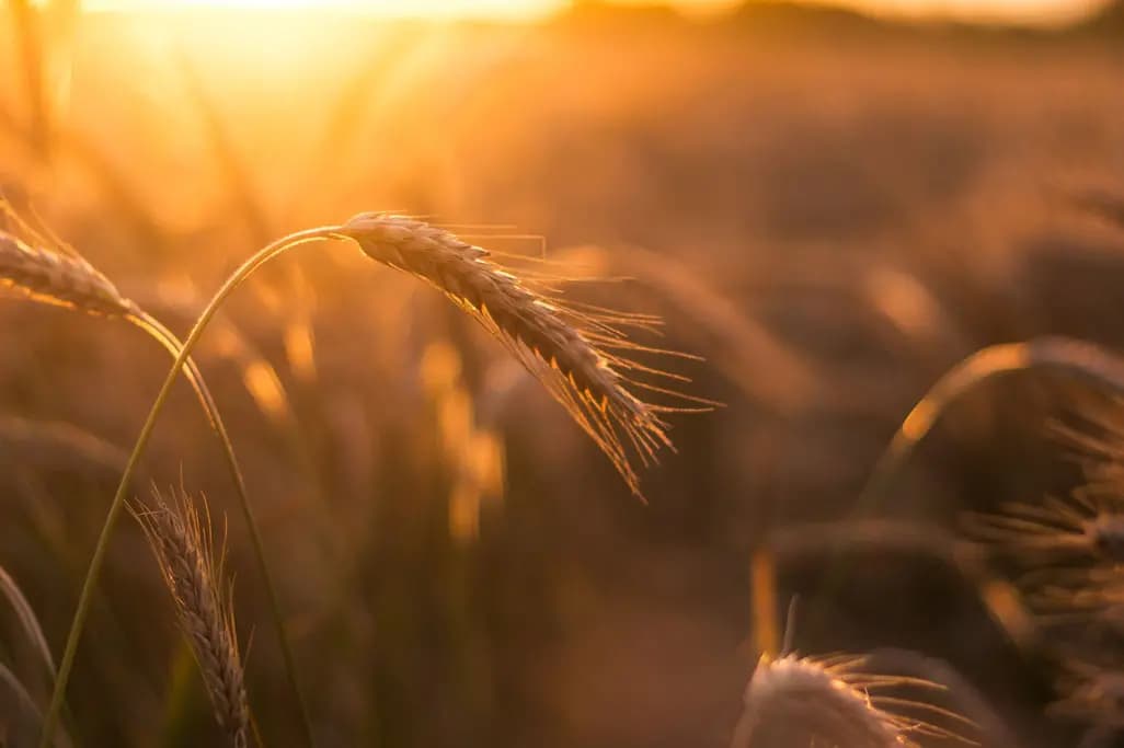 Wheat fields